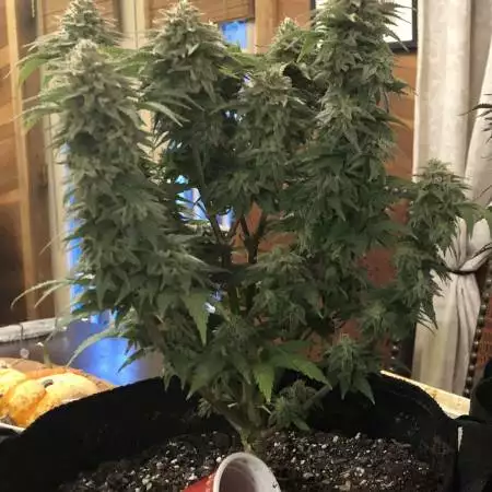 Green Crack & Trainwreck