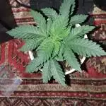 Black indica