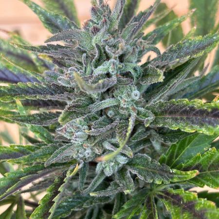 Guava Auto RF3 Outdoor grow