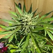 Lemon Cherry Cookies Auto Outdoor grow