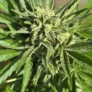 Lemon Cherry Cookies Auto Outdoor grow
