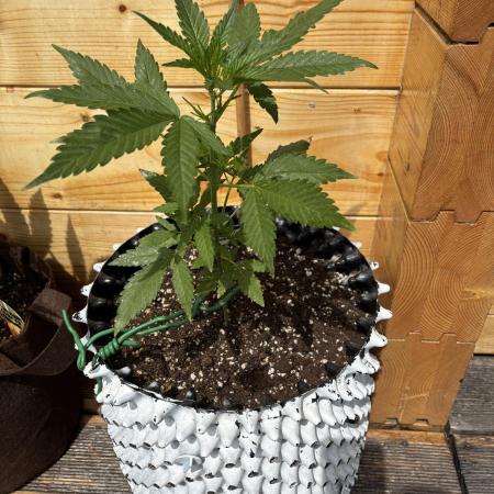 Guava Auto RF3 Outdoor grow