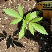 Lemon Cherry Cookies Auto Outdoor grow