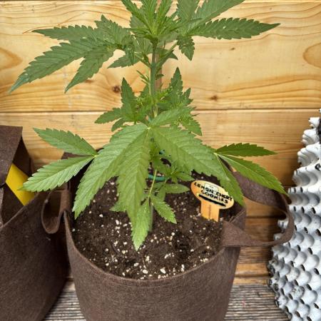 Lemon Cherry Cookies Auto Outdoor grow