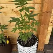 Guava Auto RF3 Outdoor grow