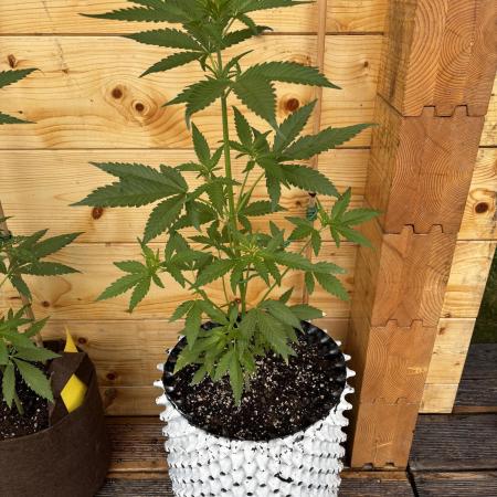 Guava Auto RF3 Outdoor grow