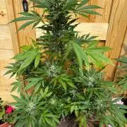 Lemon Cherry Cookies Auto Outdoor grow