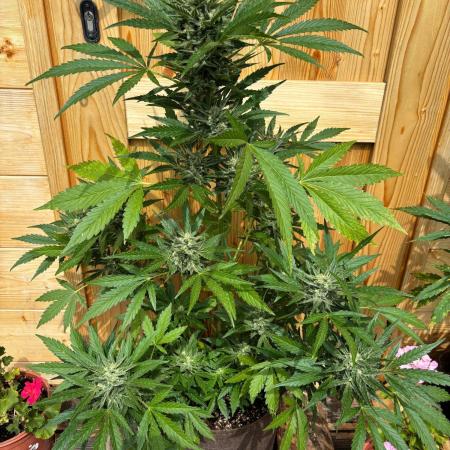 Lemon Cherry Cookies Auto Outdoor grow
