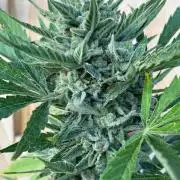 Lemon Cherry Cookies Auto Outdoor grow
