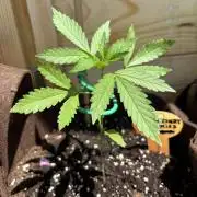 Lemon Cherry Cookies Auto Outdoor grow