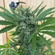 Lemon Cherry Cookies Auto Outdoor grow