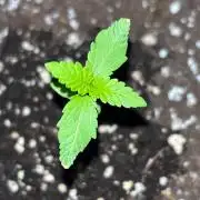 Guava Auto RF3 Outdoor grow