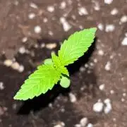 Lemon Cherry Cookies Auto Outdoor grow