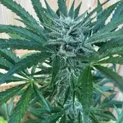 Lemon Cherry Cookies Auto Outdoor grow