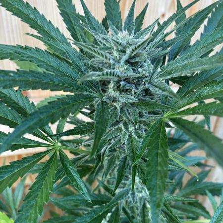 Lemon Cherry Cookies Auto Outdoor grow