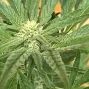 Lemon Cherry Cookies Auto Outdoor grow