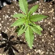 Guava Auto RF3 Outdoor grow
