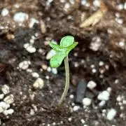 Guava Auto RF3 Outdoor grow