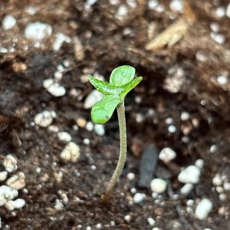 Guava Auto RF3 Outdoor grow