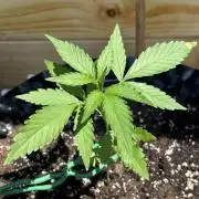 Guava Auto RF3 Outdoor grow