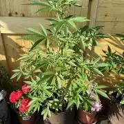 Lemon Cherry Cookies Auto Outdoor grow