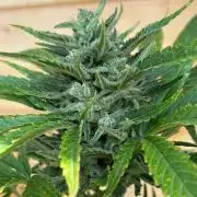 Guava Auto RF3 Outdoor grow