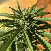 Guava Auto RF3 Outdoor grow