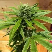 Guava Auto RF3 Outdoor grow