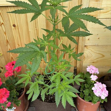 Lemon Cherry Cookies Auto Outdoor grow