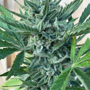 Lemon Cherry Cookies Auto Outdoor grow
