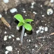 Lemon Cherry Cookies Auto Outdoor grow