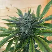 Guava Auto RF3 Outdoor grow