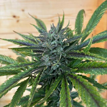 Guava Auto RF3 Outdoor grow
