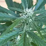 Guava Auto RF3 Outdoor grow