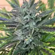 Guava Auto RF3 Outdoor grow