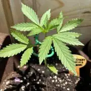 Lemon Cherry Cookies Auto Outdoor grow