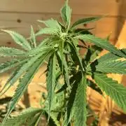 Guava Auto RF3 Outdoor grow