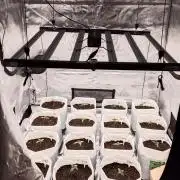 Spider Farmer