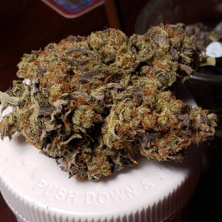 First SCRoG Gelato + Master Kush