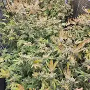 London pound cake x jealousy x zowahh