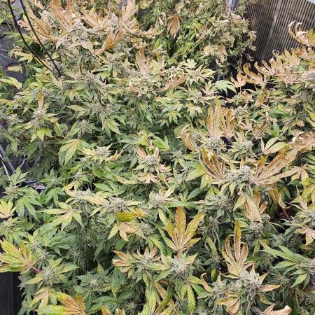 London pound cake x jealousy x zowahh