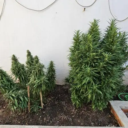 Blue Gelato 41 outdoor