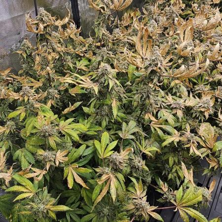 London pound cake x jealousy x zowahh