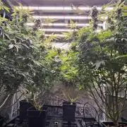 London pound cake x jealousy x zowahh