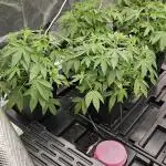 London pound cake x jealousy x zowahh