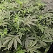 London pound cake x jealousy x zowahh