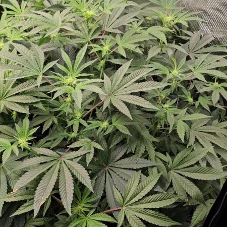 London pound cake x jealousy x zowahh