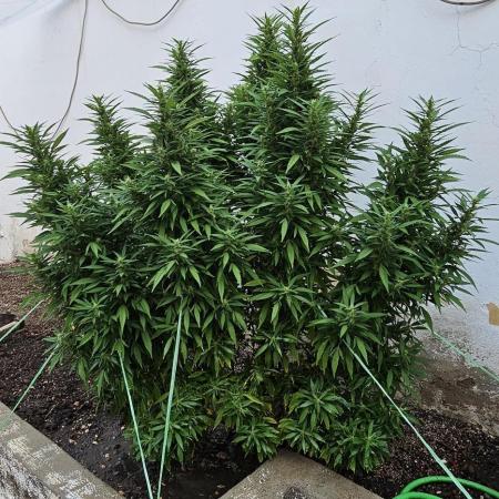 Blue Gelato 41 outdoor