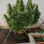 Blue Gelato 41 outdoor
