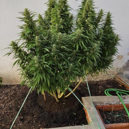 Blue Gelato 41 outdoor